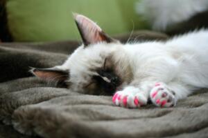 Sleepy pink cat