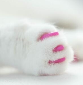 pink-claws