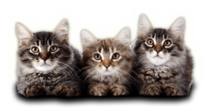 three-kittens