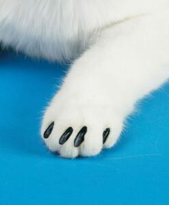 black-cat-paw