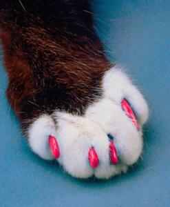 hot-pink-cat-paw