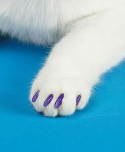 purple-cat-paw