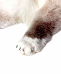 silver-sparkle-cat-paw